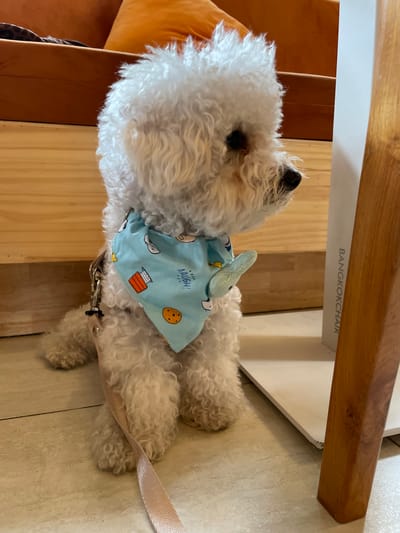 A white, curly-haired dog wearing a light blue bandana with cartoon images lies on a light-colored tile floor under a chair. The chair has "BANGKOKCHAIR" printed on a white surface. The dog has a silver-colored leash attached to its collar. The floor appears to be made of light-colored tiles. A portion of a wooden structure and an orange cushion are also visible. The location is Baan Hin Kong, Thailand.
