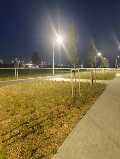 This is a night-time, low-angle, full-shot photograph of a newly landscaped area along a sidewalk in Zakroczym, Poland. The scene features a paved sidewalk composed of light gray, rectangular pavers, which runs from the lower right corner of the frame towards the background. To the left of the sidewalk is a strip of dry, mowed grass with sparse green shoots, interspersed with mulch and a few small stones.

Dominating the mid-ground are several young trees, each supported by three wooden stakes and wrapped with dark straps around their trunks. These trees are evenly spaced in a row, extending from the foreground towards the left and into the background. Beyond the trees, a paved pathway, possibly a bike path or walkway, runs horizontally across the image. Further back, a dark, low wall or barrier is visible, with streetlights illuminating a distant elevated road or overpass. A single, tall, dark evergreen tree stands to the left of the overpass.

The sky is a deep, dark blue, characteristic of night. Bright streetlights are prominently featured, casting strong, starburst-like flares across the upper portion of the image, particularly a large one in the upper left quadrant. The overall impression is one of a modern urban development project, likely near a road or transportation artery, with an emphasis on landscaping and illumination. There are no people visible in the frame.