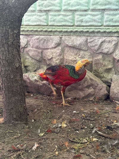 The media file depicts a golden pheasant with vibrant red, green, and yellow plumage. The bird is captured in mid-stride, with one leg extended and its body in motion, suggesting a moment of activity. Its head is turned, revealing its distinct facial markings.
The setting appears to be an outdoor enclosure or natural habitat. In the background, there are large, rough-textured rocks, possibly part of a rocky outcrop or artificial landscaping. To the left, there is a textured surface resembling stacked stones or concrete blocks, with a greenish tint. The ground beneath the pheasant is composed of dark soil, scattered with small twigs, dry grass, and numerous feathers of various colors, including red, white, and brown. A dark, textured tree trunk or branch occupies the foreground, partially obscuring the view of the ground and the bird from the bottom of the frame.
The lighting suggests it is daytime, with natural light illuminating the scene. The focus is primarily on the pheasant and its immediate surroundings. The overall impression is one of a close-up observation of the bird in its environment, highlighting its striking colors and textures. No people, text, or specific time of day or weather conditions are discernible. The location context provided, Heniivka, Ukraine, offers a geographical clue but doesn't directly translate into visual elements within the image itself.