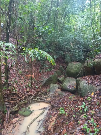 The image captures a forested area in Baan Thong Nang, Thailand. A small, muddy stream meanders through the scene, cluttered with fallen branches and exposed tree roots. Moss-covered rocks are scattered along the stream's edge. A light brown dog stands on the leaf-covered slope to the left of the stream. In the background, dense vegetation dominates, with various trees and plants visible. A distant person is visible on a slope behind the vegetation.