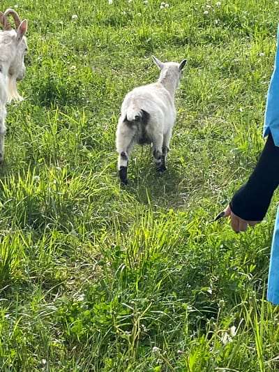 A goat is lying in grass. Another goat is visible in the lower left corner. A person is above the goat. The image appears to be taken in a field. Ludorvay, Russia is not discernible.