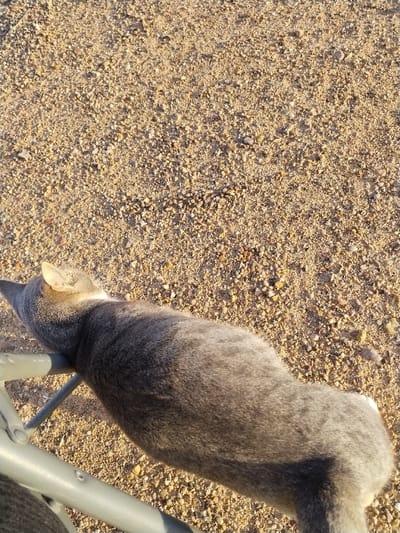 The image depicts a gray domestic cat (Felis catus) in an outdoor environment in Lo Ferro, Spain. The cat is positioned horizontally, with its dorsal side facing the viewer and its head oriented towards the upper-left quadrant of the frame. Its forelimbs rest upon a light gray, tubular metal structure, possibly a chair leg or railing, which extends diagonally across the lower-left corner. The cat's fur exhibits varying shades of gray, with lighter tones on its ears and underside. The surrounding ground consists of numerous small, irregularly shaped gravel or pebbles in hues of tan, beige, and light brown, suggesting a dry, unpaved surface. Direct sunlight illuminates the scene, creating bright highlights and distinct shadows, consistent with an outdoor daytime setting. No human subjects are visible.