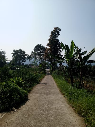 The image depicts a concrete road stretching into the distance, lined with vegetation. On the left, there is dense green foliage, including leafy plants and shrubs. On the right, grass grows along the edge of the road, interspersed with banana trees. The road appears to be leading towards a small village with houses visible among trees in the background. The sky is clear. The image was not taken in the city of Ban Katan, Laos.