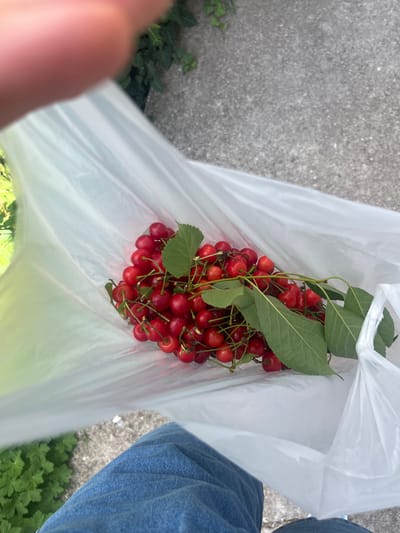 A pile of ripe red cherries with green leaves is in a white plastic bag. The bag is on a concrete surface, likely a sidewalk or path, with green plants visible in the background. The image is taken from a slightly elevated angle, looking down at the cherries and the bag. The lower part of the image shows a person's legs wearing blue denim jeans. The scene is outdoors, with natural lighting. It appears to be a casual setting, possibly in a residential area or park. The location is specified as Parvomay, Bulgaria, which could imply a context of local produce or a summer harvest. The person is holding the bag or it is resting on their lap. The overall impression is one of freshness and natural abundance.