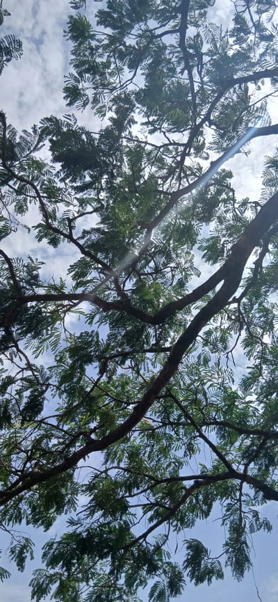 The image shows a view looking up into the canopy of a tree. The branches and leaves of the tree fill most of the frame. Patches of blue sky with scattered white clouds are visible through the foliage. Sunlight filters through the leaves. The location is Rigachikun, Nigeria.