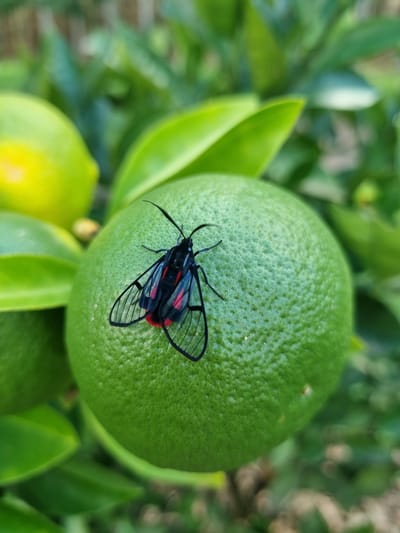 A black and red moth with transparent wings rests on a bright green, round fruit, likely a lime or small orange, in a close-up shot. The moth's body is black, and its wings have clear sections with black veins and a striking red pattern. The fruit's surface is textured, and it is surrounded by vibrant green leaves and other similar fruits, some of which are a yellowish-green, suggesting they are ripening. The background is a blur of green foliage and some dappled light, indicating an outdoor setting in natural daylight. The focus is sharp on the moth and the fruit it is perched on, with a shallow depth of field. The scene appears to be in a citrus grove in Laranjal Paulista, Brazil, with no visible text.
