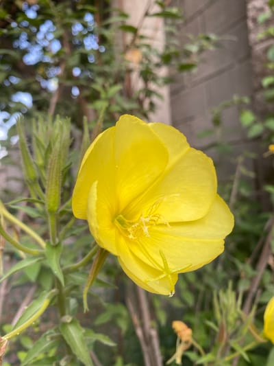 A close-up, eye-level shot captures a vibrant yellow flower in focus, its petals gracefully unfurling. The flower is positioned slightly right of center, with its delicate stamen visible within. To the left of the bloom, a cluster of unopened buds, also a soft green, stand tall, their fuzzy exteriors suggesting new growth. The background is a blur of green foliage, dappled with hints of bright blue sky and a muted grey brick wall, suggesting an outdoor setting. The lighting appears natural, possibly late afternoon sun, casting soft shadows. The scene is devoid of any human presence or activity. The location is not determinable from the image.