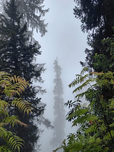 The image captures a misty forest scene with tall, dark green evergreen trees dominating the frame. The trees appear to be conifers with dense foliage, their branches creating a canopy that is partially obscured by a thick, grey fog. In the foreground and on the right side, there are branches of deciduous trees with lighter green, feathery leaves, some of which have water droplets. The leaves are a mix of green and yellow, suggesting they might be changing color or have been recently rained on. The fog creates a hazy effect, making the distant trees appear as silhouetted figures. The overall atmosphere is somber and serene, typical of a damp, overcast day in a forested area. The location is the city of Prini, India, known for its lush green surroundings and proximity to mountainous regions.