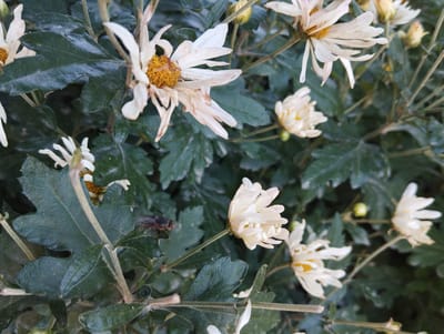 In Iskra, Kyrgyzstan, a cluster of white chrysanthemums with yellow centers is in bloom. The flowers are surrounded by dark green, glossy leaves. One of the flowers is in sharp focus, showing delicate, somewhat wilted white petals and a detailed yellow center. To the left of this flower, a fly is perched on a leaf. Several other white chrysanthemums, some in focus and some out of focus, are visible throughout the frame, along with unopened buds. The overall scene suggests a garden or natural setting during the daytime, with the plants appearing slightly damp.