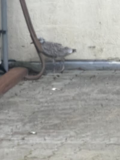 The image depicts a bird perched on a ledge next to a wall. The bird appears to be small with mottled brown and grey feathers. It is facing towards the left of the frame. A curved, dark brown pipe or support structure is positioned in front of the bird. The background is a textured, light-colored wall, possibly concrete or stucco, with some dark marks and a horizontal gray band along the bottom. The foreground consists of a rough, grey surface, likely concrete or pavement, with some scattered debris. The overall scene suggests an outdoor urban or industrial setting. The image is slightly out of focus.