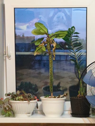 The image shows a windowsill in Bor, Russia, with several potted plants. A white-framed window is visible behind the plants, reflecting the sky and some buildings. In the foreground, on the windowsill, are three potted plants. The plant on the left is in a white, ribbed pot, and has green and reddish leaves with small red flowers. To its right is a tall, thin plant with a segmented, green, and brown stem and sparse green leaves, potted in a white pot. Further to the right is another plant in a dark, textured pot, with thick, waxy green leaves. A portion of a blue and black electric fan is visible behind this plant. The plants appear to be indoors, placed on a white windowsill. The reflection in the window suggests an outdoor scene with a blue sky and some structures.