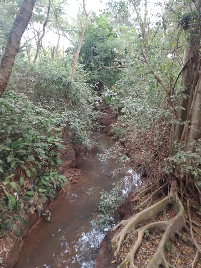 The image depicts a narrow, shallow stream flowing through a densely vegetated forest area. The water is murky brown and reflects the surrounding foliage. The banks of the stream are lined with rich, reddish-brown soil and are covered with lush green plants, small bushes, and fallen leaves. Large, exposed tree roots, characteristic of a fig tree, are prominently visible on the right bank, snaking across the ground and extending towards the stream. The forest canopy is thick, with various trees and dense undergrowth creating a shaded environment. Sunlight filters through the leaves, creating dappled light on the water and forest floor. The scene appears to be a natural, undisturbed setting within a tropical or subtropical environment. Without specific landmarks or urban features, it is not possible to definitively pinpoint this location within Cuiabá, Brazil, but the vegetation suggests a natural park, riparian zone, or remnant forest fragment within or on the outskirts of the city. There are no people, animals, or discernible structures in the image.