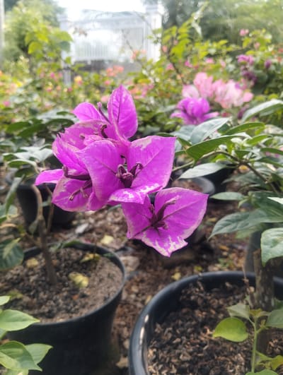 The image captures a close-up view of vibrant magenta bougainvillea flowers in a garden setting. The flowers are the central subject, with their delicate petals and prominent dark centers showcasing their intricate structure. They are in full bloom, suggesting a warm and sunny environment conducive to their growth.

The background reveals more of the garden, with a soft focus that highlights the foreground flowers. Hints of other flowering plants, in shades of pink and lighter magenta, are visible, interspersed with lush green foliage. The overall impression is that of a well-maintained greenhouse or nursery, given the presence of potted plants. Several black plastic pots containing soil and young plants are scattered around, indicating that these are nursery stock. The ground appears to be covered in loose soil and organic matter.

In the distance, a white structure, possibly a greenhouse roof or a decorative element like a gazebo, is partially visible, bathed in bright light, suggesting it is daytime, likely mid-morning or afternoon. The lighting is natural and illuminates the scene, creating soft highlights on the petals. No people are present in the image. The mood is serene and natural, emphasizing the beauty of the flora. There is no visible text in the image. The context provided places this scene in Cotseurani, Indonesia, a location known for its tropical climate, which aligns with the abundance of blooming bougainvillea.