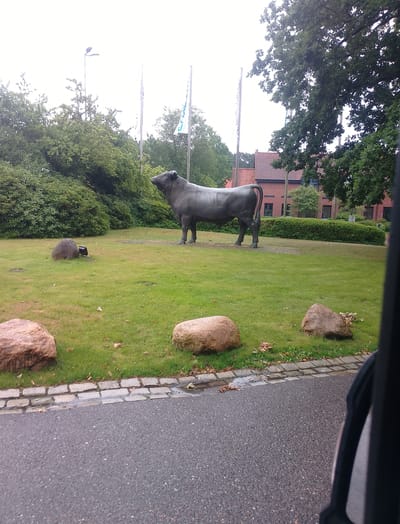 In the city of Verden (Aller), Germany, a bronze sculpture of a bull stands in a grassy area. The bull is depicted in a standing pose, facing to the left of the frame. Behind the sculpture, a line of evergreen bushes separates the grassy area from a red brick building with multiple windows. Several trees are visible, with lush green foliage. In the foreground, a paved surface, possibly a road or sidewalk, is present, bordered by a low wall constructed of gray stones. Several large, natural rocks are scattered on the grass. The sky is overcast.
