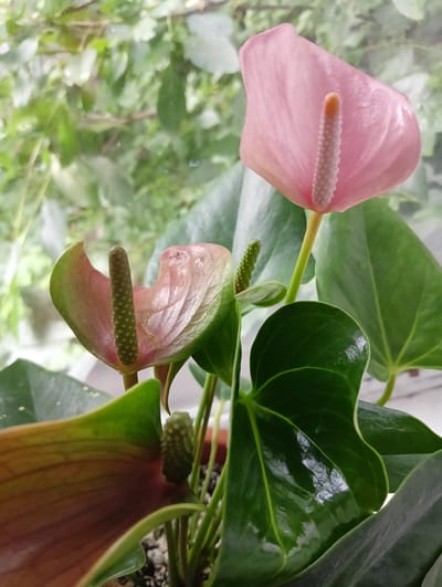 A close-up, eye-level shot features a pink anthurium plant with glossy, dark green leaves. Two flowers are visible, one a vibrant pink and the other a fading pink with green edges. The plant is in a pot, with soil visible. The background is blurred, showing a hint of greenery, suggesting it might be near a window or outdoors. The scene is static and peaceful, capturing the beauty of the flowers and foliage. The image does not depict any specific location in the city of Нижнетроицкий, Russia, or any people.