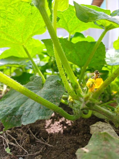 In Кашка-Суу, Kyrgyzstan, a close-up, low-angle shot captures a bee on a yellow flower of a cucumber plant. The bee, with its wings outstretched, is positioned in the center-right of the frame, actively engaged with the flower. The plant features thick, fuzzy green stems and large, textured green leaves, some of which are in sharp focus in the foreground and background. The soil beneath the plant is visible, appearing dark and somewhat clumpy, with exposed roots and small green sprouts. The lighting suggests it is daytime, with sunlight illuminating the scene from behind and to the left, creating highlights on the leaves and stems. The background is blurred, showing hints of other green foliage and a pale, possibly light-colored structure, hinting at a garden or greenhouse environment.