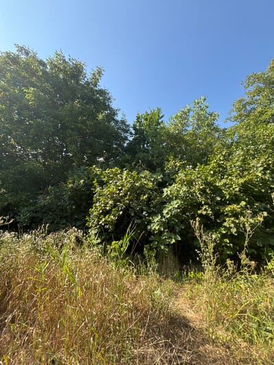 The image depicts a sunlit outdoor scene with a clear blue sky. In the foreground, dry, tall grasses and some small white wildflowers are visible, suggesting a natural, uncultivated area. A narrow, sun-dappled path winds through the vegetation, leading into a dense cluster of green trees and bushes. The foliage is lush and varied in texture, with some leaves illuminated by the sunlight. The overall impression is one of a secluded, natural environment. The scene is located in Yuzhnyy, Russia.