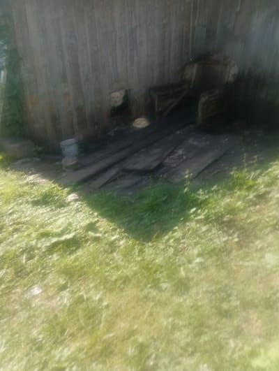In Pol’noye Yaltunovo, Russia, a rustic scene unfolds outdoors. A weathered wooden fence forms the backdrop, with a small, dark opening near the ground where a light-colored dog peers out. In front of the fence, a collection of dark wooden planks are laid out. To the left of the planks, a silver bucket sits on the ground. Further to the right, an old, wooden armchair-like structure is positioned. The foreground is covered in green grass, with some patches of sunlight creating shadows on the ground. The overall impression is one of a rural, slightly neglected, outdoor area.