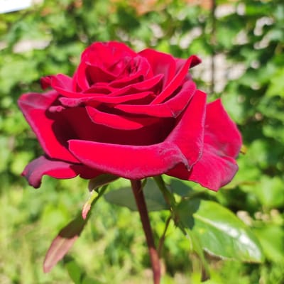 The image shows a close-up, side-view of a vibrant red rose in bloom. The rose is the sole subject, filling most of the frame. Its petals are deep red, with a velvety texture that catches the light, highlighting the delicate curves and folds of its form. The edges of some petals appear slightly darker, almost a burgundy hue, adding depth to its color. A single stem, reddish-brown in color, is visible supporting the bloom.
The background is softly blurred, suggesting a garden setting bathed in natural light. Lush green foliage dominates the background, creating a soft, diffused bokeh effect that emphasizes the rose's sharpness and color. The lighting indicates it is daytime, likely sunny, given the bright illumination and defined shadows on the rose petals. There are no people, text, or specific location cues other than the general garden scene. The overall impression is one of natural beauty and the peak of a rose's bloom.