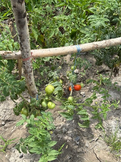 A natural light, high-angle, medium shot shows a tomato plant with both green and red tomatoes in the city of Krugovo, Kyrgyzstan. The plant is supported by a rough wooden stake and a horizontal wooden beam, both secured with twine. Several green tomatoes and one red tomato are visible on the branches. The ground is dry and cracked, with some weeds growing around the plant. The background is filled with more green foliage, suggesting a garden or agricultural setting.