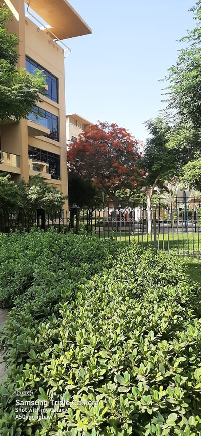 The image depicts a sunny day in Dubai, United Arab Emirates, showcasing a modern building with beige facades and dark-framed windows, adjacent to a lush green park. In the foreground, a dense arrangement of manicured green bushes lines the walkway, bordered by a black metal fence. Behind the bushes, a vibrant tree with bright orange-red flowers stands prominently, its branches reaching towards the clear blue sky. To the left of this flowering tree, a building with multiple levels and balconies is visible. The park area behind the fence contains more trees and open green spaces, suggesting a residential or recreational area within the city.