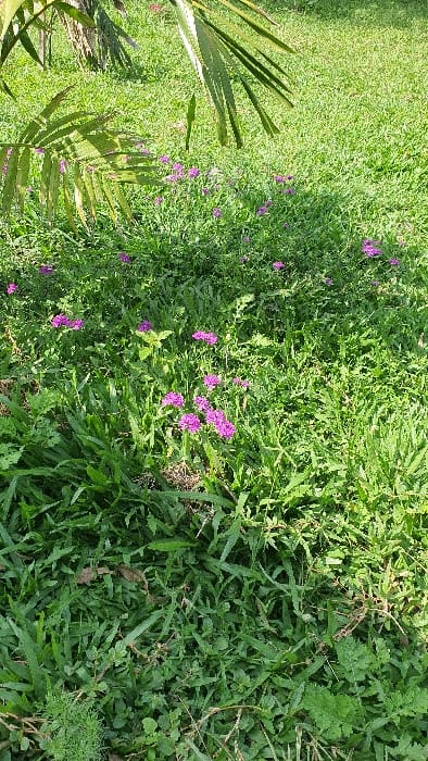 The image displays a vegetated outdoor area located in Kobura ward, Kenya. The scene is dominated by green ground cover, primarily consisting of various types of grass and broad-leafed plants. Numerous small clusters of vibrant purple flowers are scattered throughout the mid-ground, interspersed within the green foliage. In the upper left quadrant, large, elongated green fronds from a plant, possibly a palm, extend into the frame, partially shading the area below. Sunlight illuminates the scene, creating areas of light and shadow across the vegetation. No human subjects, animals, or man-made structures are visible.