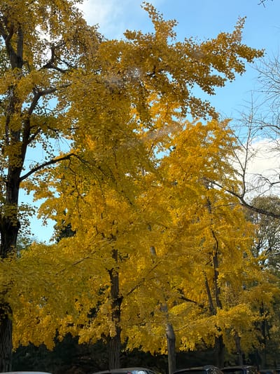 The image shows a view looking up at trees with golden yellow leaves against a light blue sky. Bare branches of other trees are visible in the upper part of the frame. The overall impression is autumnal. The location of La Plata, Argentina is not discernible from this image.