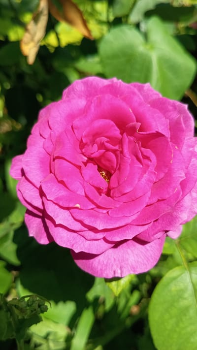 This is a close-up, vertical, eye-level, outdoor photograph of a bright pink rose. The rose is the primary subject and is in focus, occupying the majority of the frame. Its petals are layered and ruffled, with a slight inward curl towards the center where a hint of yellow stamen is visible. The lighting suggests it is daytime, with sunlight casting shadows on the lower petals. The background is blurred and consists of lush green foliage and some dried, brown leaves, suggesting a garden or natural setting. There are no people or any man-made objects visible. The image appears to be taken in Stefan Karadzhovo, Bulgaria.