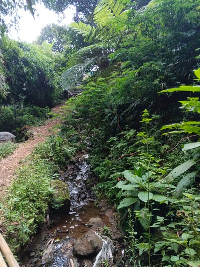 The image displays a lush, natural environment in Uato Carabar, Timor-Leste. A reddish-brown dirt path originates from the lower-left, ascending diagonally towards the upper-center, flanked by dense green foliage. Parallel to the path on its right runs a shallow stream with dark water, visible rocks, and some surface foam. The stream bed contains muddy sediment and scattered natural debris. A piece of white, possibly plastic, debris rests on a rock on the stream's right bank in the lower foreground. The entire scene is heavily vegetated with various green plants, including ferns and large-leaf species, forming a dense canopy overhead. A dark, possibly concrete or wooden, structure is partially visible through the foliage in the upper-center, appearing to span across the path or an upper section of the stream. A section of bamboo is present in the extreme lower-left corner. No human or animal subjects are visible.