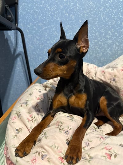 A black and tan Miniature Pinscher dog is observed lying on a cream-colored blanket adorned with a floral pattern, featuring pink, blue, and green motifs. The dog is positioned facing left, with its head slightly turned, and its erect ears are prominently visible. Its front paws are extended forward on the blanket. To the left of the dog, a light brown wooden surface is partially visible. The background consists of a textured light blue wall, with a dark, indistinct object in the upper left corner casting a shadow. The scene is located in a room in Yasynivka, Ukraine.