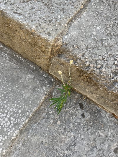 A low-angle close-up shot captures a small, resilient plant with thin green leaves and two delicate yellow flowers growing out of a crack between two textured concrete surfaces. The concrete appears weathered, with visible aggregate and some discoloration. The plant is positioned in the lower center of the frame, leaning slightly to the left. The lighting suggests it is daytime, with shadows present. The scene is devoid of any human presence or activity. The setting is likely an urban environment in Girona, Spain, characterized by the type of concrete paving and the ability of plants to grow in such unlikely crevices.