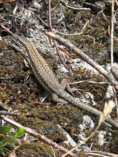 A lizard is resting on moss-covered rocks in a wooded area. The lizard is light brown with darker brown stripes along its back and has visible legs and tail. The surrounding environment is characterized by rocks, moss, dry leaves, and twigs. There are also several branches from trees crossing the scene, some appearing thicker and more weathered than others. A small sprig of green foliage is visible in the lower left corner. The lighting suggests it is daytime, with sunlight filtering through the trees. The specific location of Kiefersfelden, Germany, is not visually evident from the image.