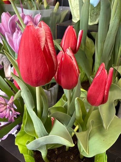 The image displays a close-up of a vibrant floral arrangement, presented with a 90-degree counter-clockwise rotation. The primary subjects are several red tulips, varying from tight buds to partially opened blooms, prominently featured in the central and left portions of the frame. Their petals show distinct lighter-colored or white venation and edges.
Interspersed within the arrangement, and visible in the lower left and lower right corners, are clusters of purple hyacinths, peeking from behind the larger tulip elements. Abundant green leaves, ranging from bright to muted green, form a lush and textured backdrop, with some leaves exhibiting curled or wavy edges. Dark, earthy soil is visible in the upper right and lower right, suggesting the flowers are in a pot or garden bed. A dark, possibly artificial, surface is also visible behind some elements.
The lighting is soft and natural, emphasizing the fresh colors and textures of the flowers and foliage. No human figures or discernible text are present. The scene captures a moment of natural beauty, characteristic of a floral display in a location such as Columbus, United States of America.
