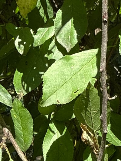 This is a close-up, high-angle, medium shot of lush green foliage, predominantly leaves, with dappled sunlight casting shadows. A thin, rough-barked twig is visible on the right side, with a smaller, dead brown leaf attached. The leaves are varied in size and shape, with some displaying serrated edges and visible veins. There are also some small, lighter-colored spots on the leaves, possibly due to light reflection or minor imperfections. The background is a blur of darker green, indicating a dense growth of plants. The image appears to be taken outdoors in a natural setting, possibly a garden or wooded area. There is no indication of human presence or activity within the frame. The scene is peaceful and focused on the intricate details of plant life.