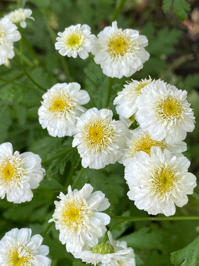The image shows a cluster of white flowers with yellow centers, likely Chrysanthemum maximum, commonly known as Shasta daisies, blooming in a garden setting. The flowers are in various stages of bloom, with some fully open and others still budding. The petals are delicate and ruffled, surrounding a dense, golden-yellow disc. The background is a blur of green foliage, suggesting a natural outdoor environment. No people are present, and no specific actions or interactions are depicted. The scene is one of natural beauty and tranquility. The location is identified as Mrakovo, Russia.