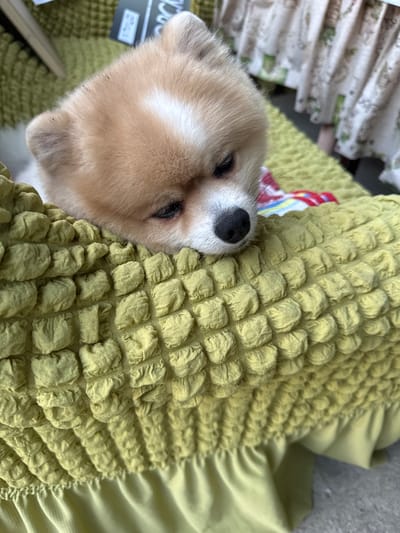 The media file is a close-up, overhead shot of a small, tan dog, likely a Pomeranian or similar breed, sleeping on a textured, lime green blanket. The dog is positioned in the lower left quadrant of the frame, with its head resting on the blanket. Its eyes are closed, and its mouth is slightly open, indicating a state of deep sleep. The dog has light tan fur on its face and head, with white markings on its forehead and muzzle. A small part of a red, white, and blue bandana or ribbon is visible near the dog's neck.

The blanket is the dominant element in the right and top portions of the image. It has a unique, puckered texture with numerous small, raised bumps arranged in a grid-like pattern. The color is a vibrant lime green, and the blanket appears to be soft and plush. To the far left of the frame, a portion of a patterned fabric can be seen, with white as the base color and a repeating pattern of green leaves or vines.

There is no discernible time of day or weather information. The setting appears to be indoors, likely a home, given the comfortable bedding. The emotion conveyed is one of peace and contentment, as the dog is clearly relaxed and asleep.

Visible text includes a small, black and white tag in the lower left corner, partially obscured by the dog's fur. It contains some text, but it is too blurry to be read clearly. The overall impression is a serene and adorable moment of a sleeping pet.