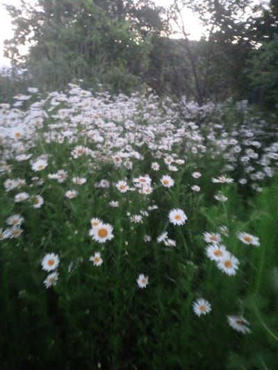The image depicts a field of white daisies with yellow centers, set against a backdrop of green foliage and trees. The scene appears to be outdoors, possibly in a natural setting within or on the outskirts of the city of Usman, Russia. The focus is on the flowers, with many of them visible in varying degrees of sharpness, suggesting a shallow depth of field or a slightly out-of-focus shot. The lighting suggests it could be late afternoon or early evening, with the sunlight filtering through the trees. There are no people or animals visible in the image. The environment is characterized by lush green grass and the dense growth of trees in the background.