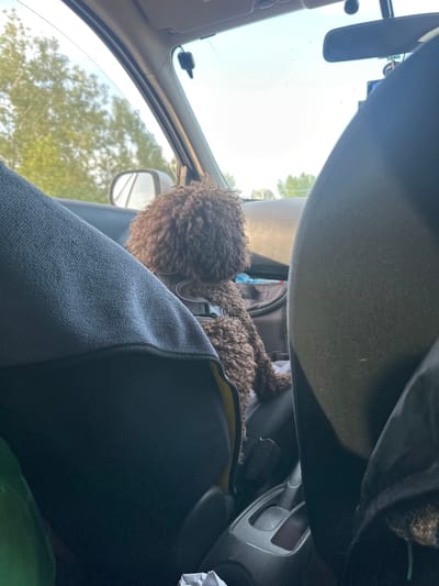 A brown poodle wearing a harness sits in the passenger seat of a car. The dog's back is to the camera, and its curly fur is visible. The interior of the car is visible, including the dashboard, steering wheel, and gear shift. The car appears to be moving, as evidenced by the blurred trees visible through the windows. The scene suggests a road trip or a daily commute.
