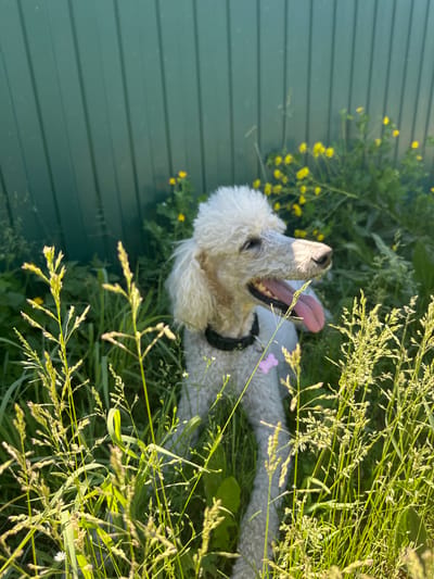 A white standard poodle lies in tall green grass and wildflowers, its tongue hanging out. The dog is wearing a black collar with a pink tag. A green metal fence is visible in the background. The scene appears to be a yard or park area in Rossoshi, Russia.