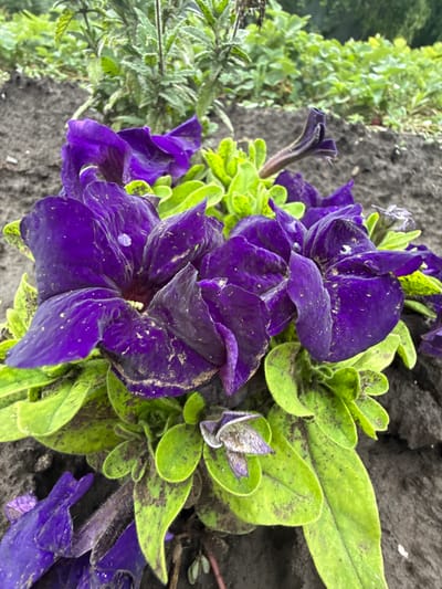 A close-up, ground-level view captures a cluster of vibrant purple petunia flowers blooming in dark soil. The flowers are densely packed, with some petals appearing slightly wilted and dusted with a light-colored powder, possibly pollen or soil. The green leaves of the petunias are visible, some speckled with dark brown spots. In the background, out-of-focus greenery and more dark soil suggest a garden or park setting. The lighting appears to be overcast or diffused, creating soft shadows. The image is taken in the city of Pavlivka, Russia.