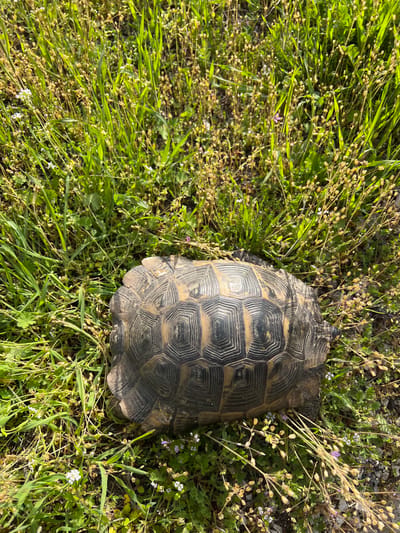 A tortoise rests on the ground amidst grass and low-lying vegetation. The location is Muselievo, Bulgaria. The tortoise's shell is visible, displaying its segmented pattern. The surrounding flora consists of green grasses and other plants, some bearing small white and purple flowers. Some dead or dried seed heads are also visible. The lighting appears to be natural and diffuse.