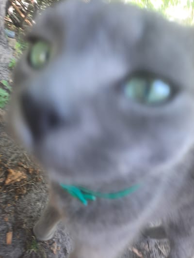 A close-up, out-of-focus image shows the face of a grey cat. The cat's eyes are green. A thin, teal-colored collar is visible around the cat's neck. The background is blurred and appears to be outdoors, with hints of green foliage and brown ground cover. No specific details about the city of Liubakhy, Ukraine, are discernible from the image.