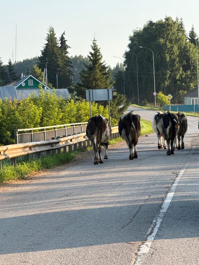 A herd of five cows walks away from the camera on a paved road. The cows are predominantly black and white. The road has a white line painted down the center. To the left of the road, there is a metal guardrail with a green grassy embankment behind it. In the background, there are trees, some houses, and utility poles. The scene appears to be in a rural area. The light suggests it is either early morning or late afternoon.