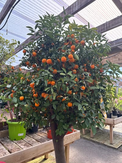 A vibrant orange tree fills the frame, its branches laden with small, ripe oranges and glossy green leaves. The tree is potted in a bright green container, situated on a weathered wooden bench or platform. Overhead, a structure of wooden beams supports a translucent roof, suggestive of a greenhouse or nursery setting. The scene appears to be outdoors, possibly in a plant shop or garden center in Cosnes-et-Romain, France. The image is composed in a way that emphasizes the abundance and health of the citrus tree, showcasing its visual appeal.