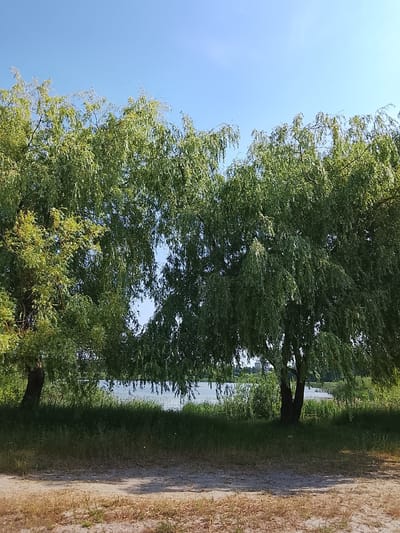 The image depicts a serene natural scene featuring two large weeping willow trees with lush green foliage, positioned in the foreground. The trees are situated on a grassy bank, with a body of water, likely a lake or river, visible behind them. The water reflects the clear blue sky, and on the far bank, there is a dense line of green vegetation. The ground in front of the trees is a mix of dry grass and sandy soil, with dappled sunlight indicating a bright day. The sky is a vibrant, cloudless blue. The scene appears to be a park or recreational area, possibly along the waterfront. Based on the context provided, this location is identified as being in the city of Baranavichy, Belarus. There are no people or animals visible in the image.