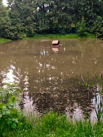 A pond in Свистуха (кузяевский С/о), Russia, features a small, red-roofed structure floating in the center. The pond's surface is murky, with reflections of the surrounding trees. Patches of vegetation, including grasses and small leafy plants, fringe the edges of the pond. A dense forest of tall, green trees forms the backdrop.