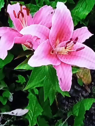 This is a close-up, low-resolution photograph of two pink lilies in bloom. The flowers are large with multiple petals, some of which are speckled with darker pink. The stamens and pistils are visible in the center of the flowers. Lush green foliage surrounds the lilies, creating a natural, garden-like setting. The background is dark and out of focus, with hints of soil and possibly other plants. The image quality is poor, with visible pixelation and color distortion, making it difficult to discern fine details. The image does not contain any information that could place it in Chachersk, Belarus, or any specific city.