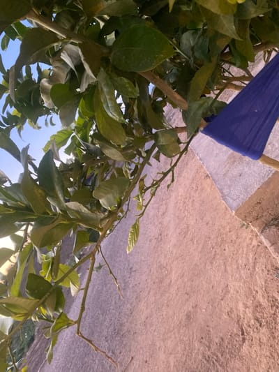 The image captures an upward-angled view of a dense green plant or tree, characterized by numerous dark green leaves and a network of branches. Some thinner branches show small thorns. A vibrant blue cloth is tightly wrapped around a central branch or supporting pole in the upper-middle section of the frame. The background transitions from a bright blue sky in the lower left, visible through gaps in the foliage, to a textured, light brown and grayish surface in the upper and right portions. This surface appears to be dry, sandy ground or a dusty path, with some lighter, possibly concrete or stone, elements. The presence of a clear blue sky indicates it is daytime with fair weather. No specific activity is depicted, and no people or text are visible. The scene suggests an outdoor, possibly agricultural or garden, environment consistent with a dry, sunny region such as الغنادة, Tunisia.