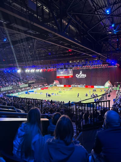 An interior view captures a large-scale dog show event within an expansive indoor arena at the NEC Birmingham, located in the Metropolitan Borough of Solihull, United Kingdom. The central arena floor, covered in green turf-like material, is brightly illuminated by overhead spotlights and features several dog agility course obstacles. Numerous individuals, including competitors, handlers with dogs, and support staff, are active on the floor, some crouched or moving around the obstacles.
Surrounding the arena floor are multiple tiers of stadium seating, largely filled with a dense crowd of spectators. In the foreground, the backs of several audience members are visible, observing the activities. The far end of the arena is dominated by a massive LED screen displaying the "Crufts Royal Kennel Club" logo and "Antinol" sponsor branding. Additional sponsor banners, including "SKODA" and "Arigra," line the lower sections of the seating.
The arena's high ceiling reveals a complex structure of dark metal trusses, from which numerous lights, speakers, and other equipment are suspended. Red and blue accent lighting washes over the upper portions of the arena and the area behind the main screen, contrasting with the overall dimness of the upper sections and the bright central performance area. The scene depicts a dynamic competitive event in a large, well-equipped venue.