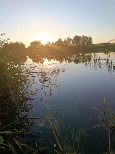 The image shows a serene natural landscape at sunrise, likely in or near the Каранёўскі сельскі Савет, Belarus, given the context. The sun is low on the horizon, casting a warm, golden glow across the scene and creating a soft diffusion in the sky. A line of trees borders the far side of a calm body of water, their silhouettes and reflections clearly visible on the water's surface. Reeds and other aquatic vegetation emerge from the water and its edges, adding texture to the foreground and midground. The water itself is dark and reflective, with subtle ripples. In the distance, on the right side of the frame, a faint plume of smoke rises from what appears to be a chimney or industrial structure, suggesting the proximity of human settlement or activity, contrasting with the otherwise natural setting. The overall mood is tranquil and atmospheric, indicative of early morning in a rural or semi-rural environment.